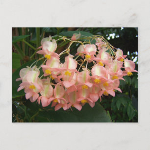 Trailing Begonia Postcard
