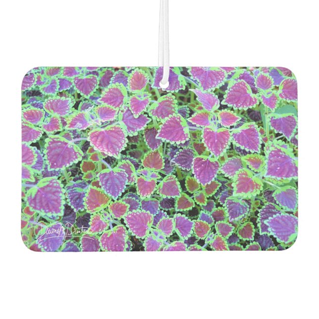 Trailing Burgundy Coleus Car Air Freshener (Front)