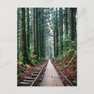 Train Tracks in the Forest Postcard