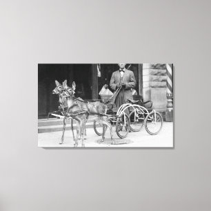 Trained Deer Harnessed to an Odd Sleigh on Wheel Canvas Print