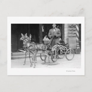 Trained Deer Harnessed to an Odd Sleigh on Wheel Postcard