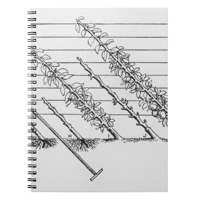 Training young trees, from 'The Fruit Grower's Gui Spiral Notebook (Front)