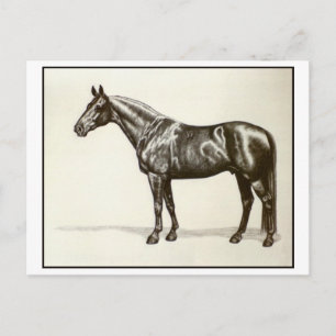 Trakehner Stallion Postcard
