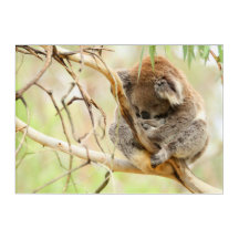 TRANQUIL KOALA 10x14