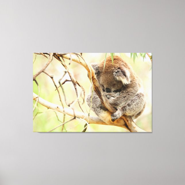 TRANQUIL KOALA 32x48 Canvas Print (Front)