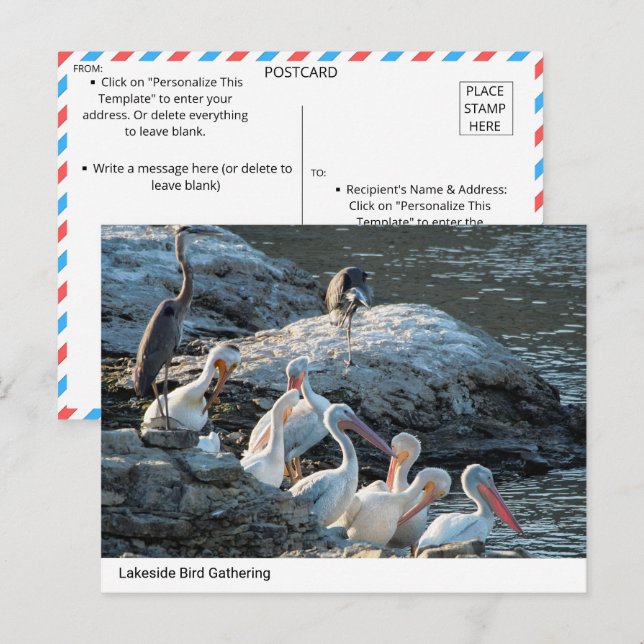 Tranquil Lakeside Bird Gathering - Nature Postcard (Front/Back)
