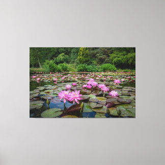 Tranquil Reflections: Pink Water Lilies Canvas Print