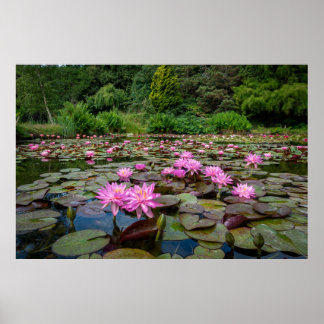 Tranquil Reflections: Pink Water Lilies Poster