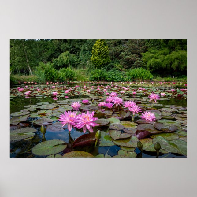 Tranquil Reflections: Pink Water Lilies Poster (Front)