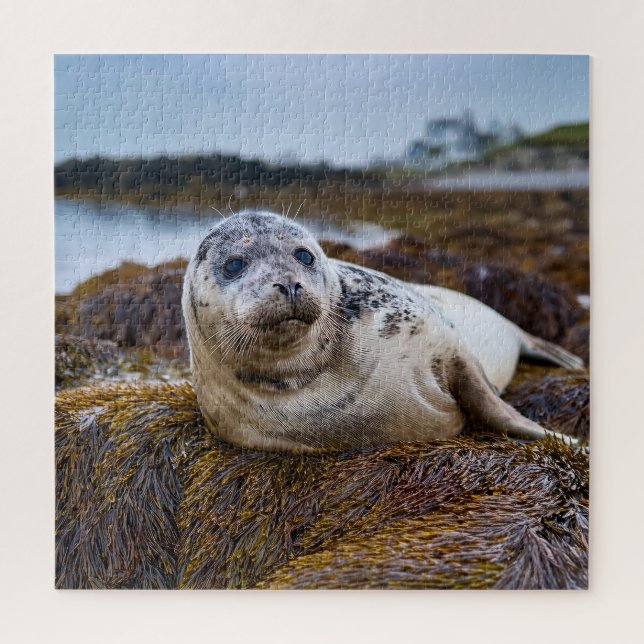 Tranquil Seal at the Shoreline Jigsaw Puzzle (Vertical)