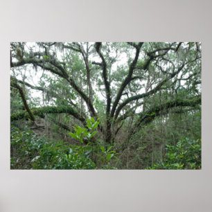 Tranquil Tree Poster & Print