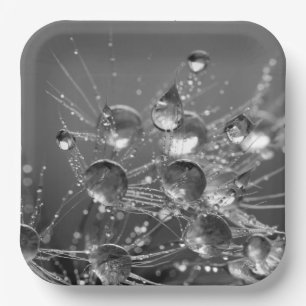 Tranquil Water Droplets Plates