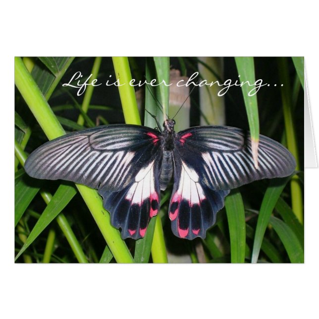 Transition, Life Change (Front Horizontal)