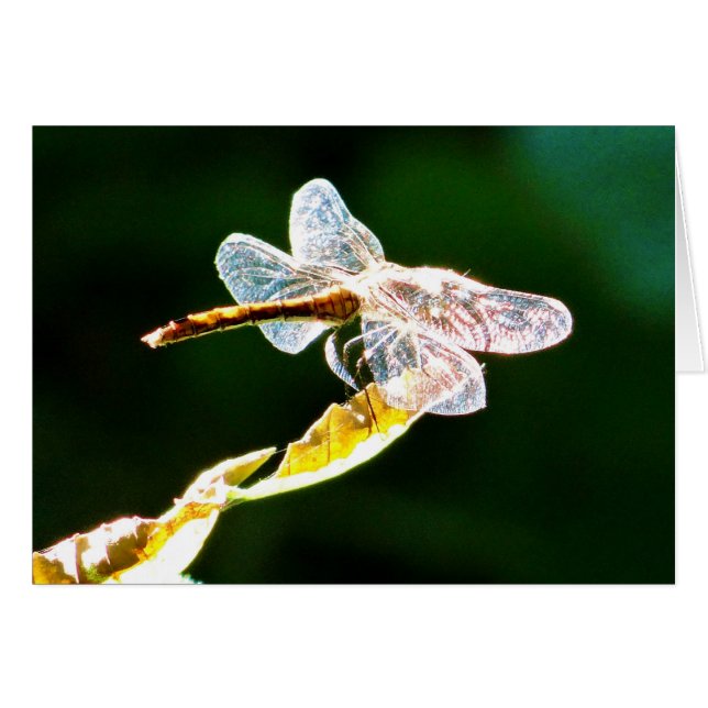 Transparent dragonfly (Front Horizontal)