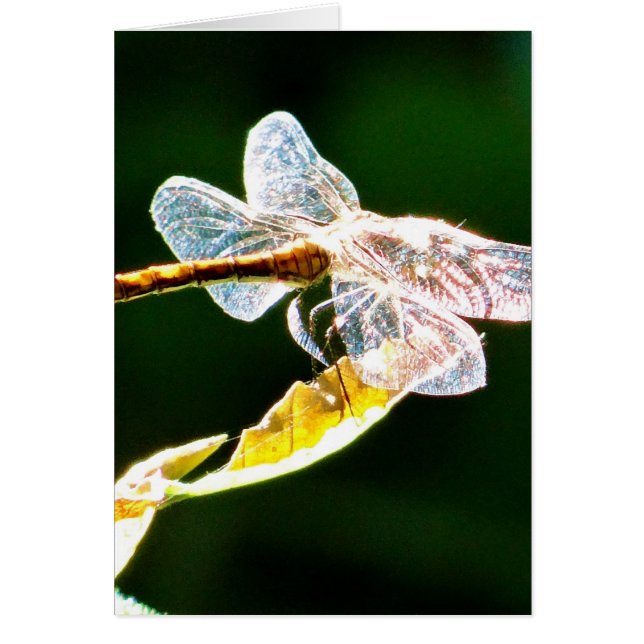 Transparent dragonfly (Front)