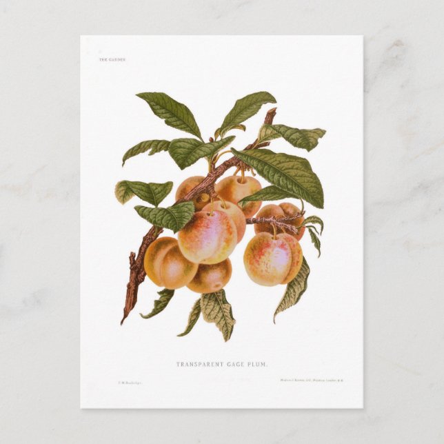 Transparent Gauge Plum Postcard (Front)