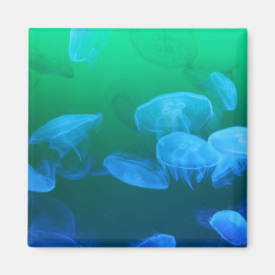 Transparent Jellyfish Magnet