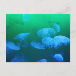 Transparent Jellyfish Postcard