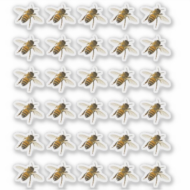 Transparent or White Realistic Honeybee in Flight  (Front)