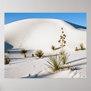 Transverse Dunes and Soaptree Yucca Poster