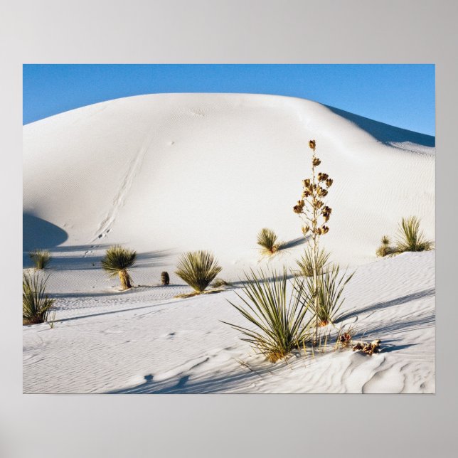 Transverse Dunes and Soaptree Yucca Poster (Front)
