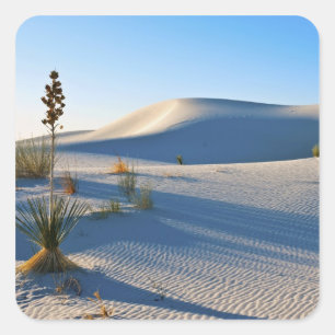Transverse Dunes, Yucca, Early Morning Light Square Sticker