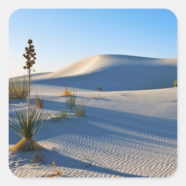 Transverse Dunes, Yucca, Early Morning Light Square Sticker (Front)