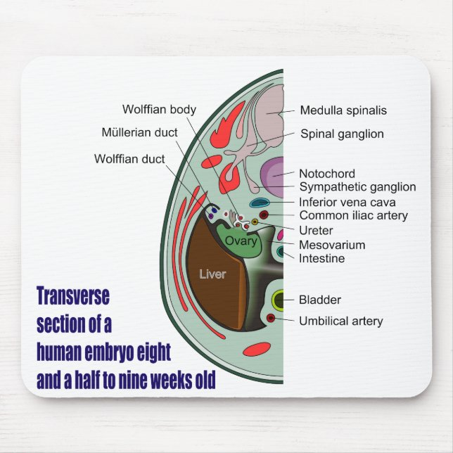 Transverse Section of Human Embryo 9 Weeks Old Mouse Pad (Front)