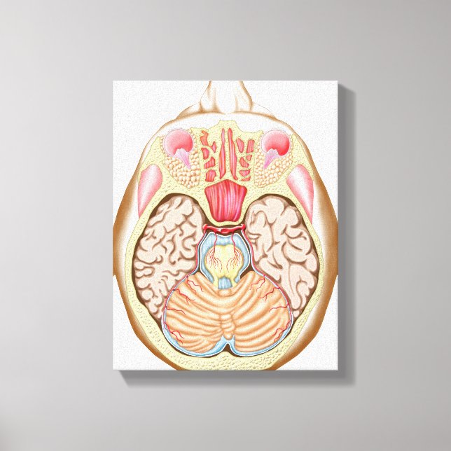 Transverse Section Of The Midbrain Canvas Print (Front)