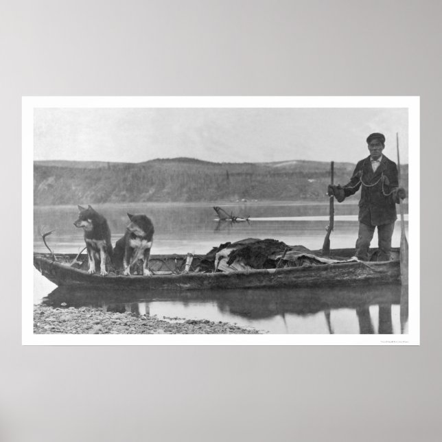 Trapper with Hides & Dogs Alaska 1906 Poster (Front)