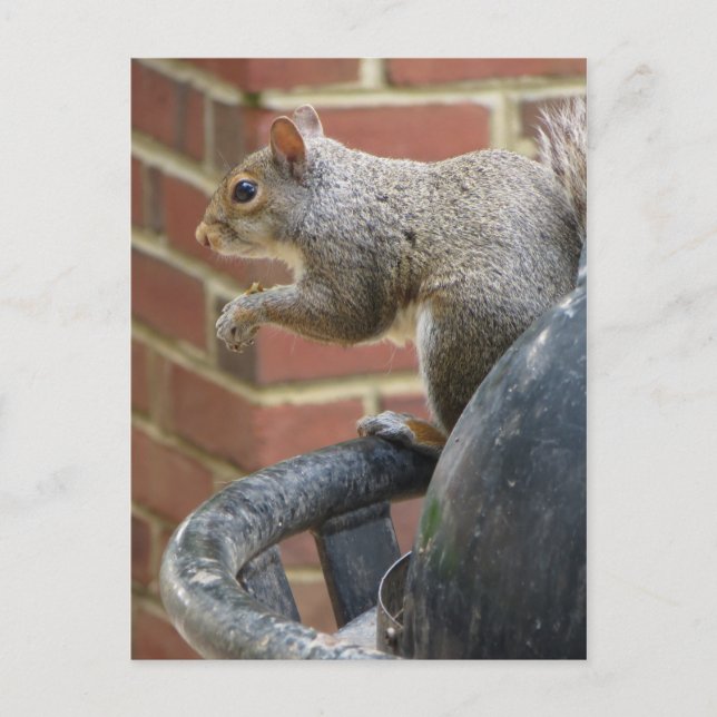 Trashcan Squirrel Postcard (Front)