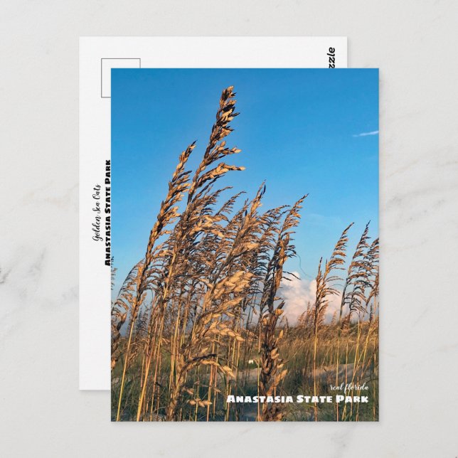 Travel | Florida - Anastasia State Park Sea Oats Postcard (Front/Back)