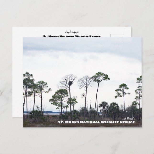 Travel | Florida - Eagles Nest, St. Marks Wildlife Postcard (Front/Back)