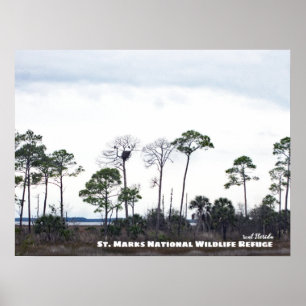 Travel Florida - Eagles Nest, St. Marks Wildlife Poster