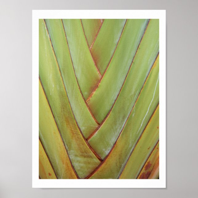 Traveller's Palm Poster (Front)