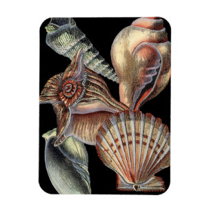 Treasures of the Sea Magnet