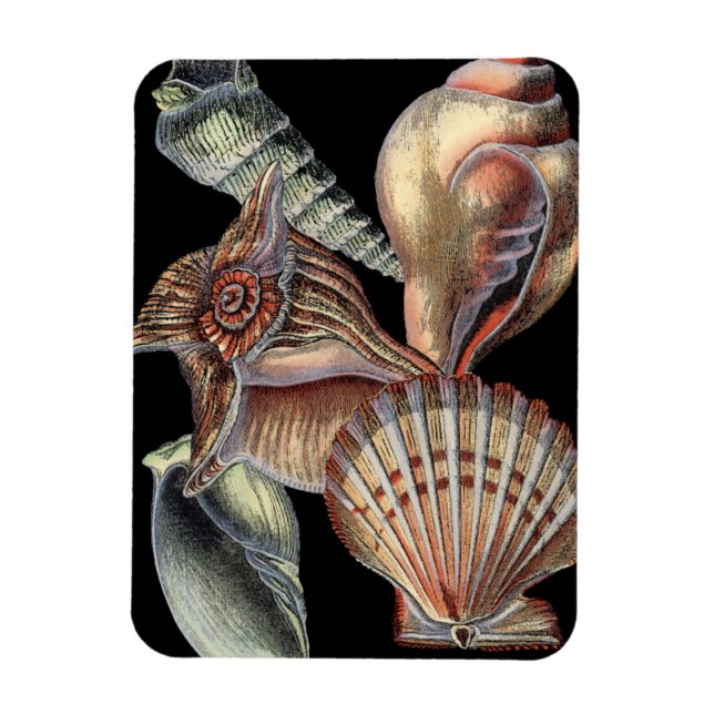 Treasures of the Sea Magnet (Vertical)