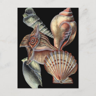 Treasures of the Sea Postcard