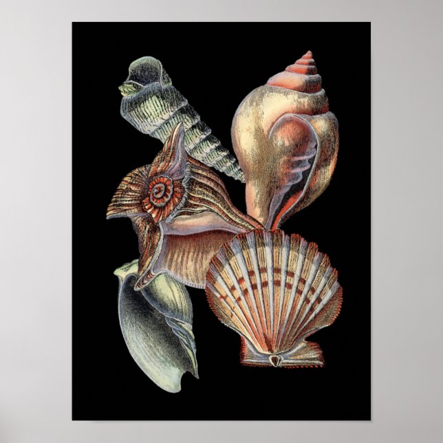 Treasures of the Sea Poster (Front)