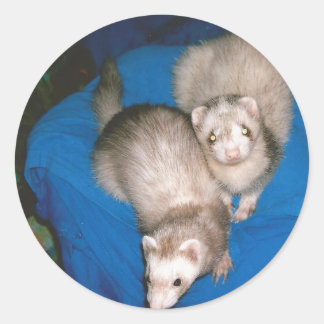 treat Ferrets Classic Round Sticker