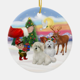 Treat- Two Coton de Tulears Ceramic Tree Decoration