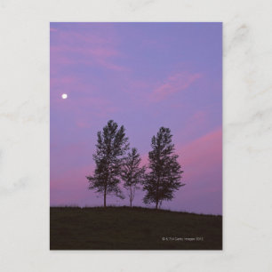 Tree 2 postcard