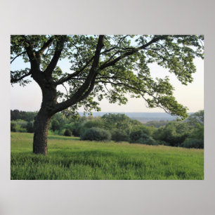 Tree & a Green Valley scenic nature photo Poster