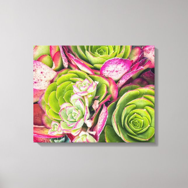 Tree Aeonium Canvas Print (Front)