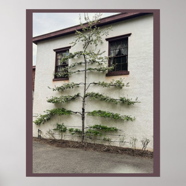 Tree Against Wall Poster (Front)