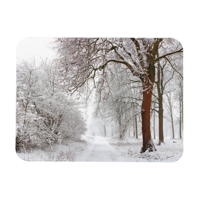 Tree Alley | Stupinigi Parc, Italy Magnet (Horizontal)