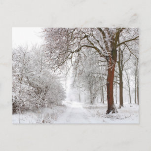 Tree Alley Stupinigi Parc, Italy Postcard