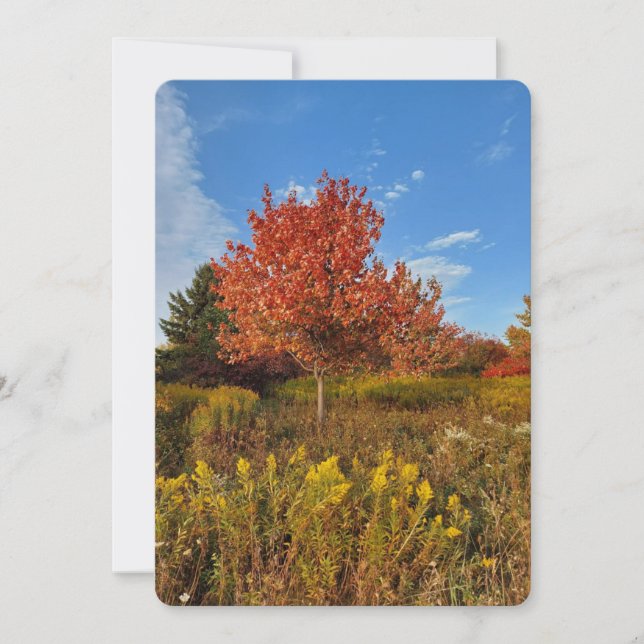 Tree and Autumn Colours in Park Blank Card (Front)