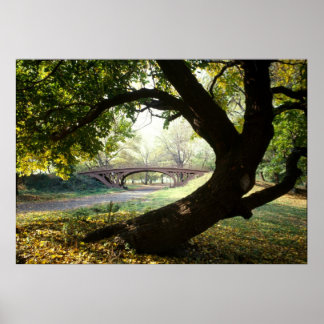 Tree and Bridge in Central Park Poster