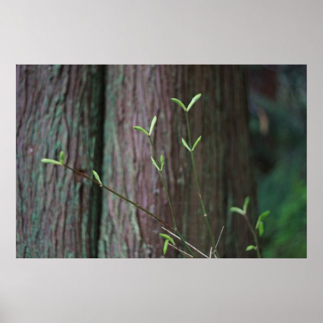 tree and green spring sprouts poster (Front)